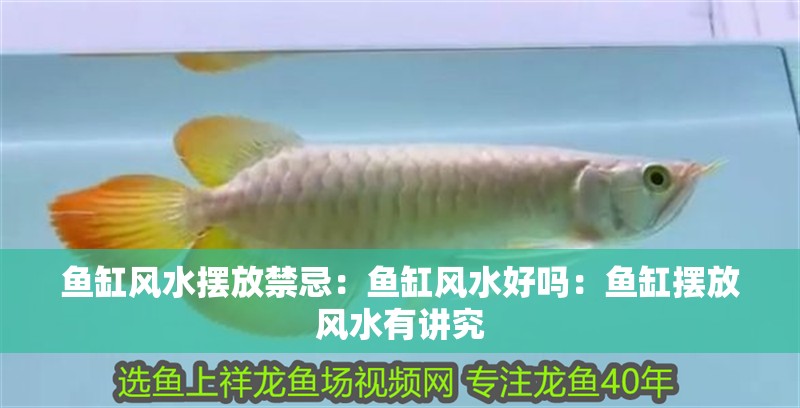 魚缸風水擺放禁忌：魚缸風水好嗎：魚缸擺放風水有講究