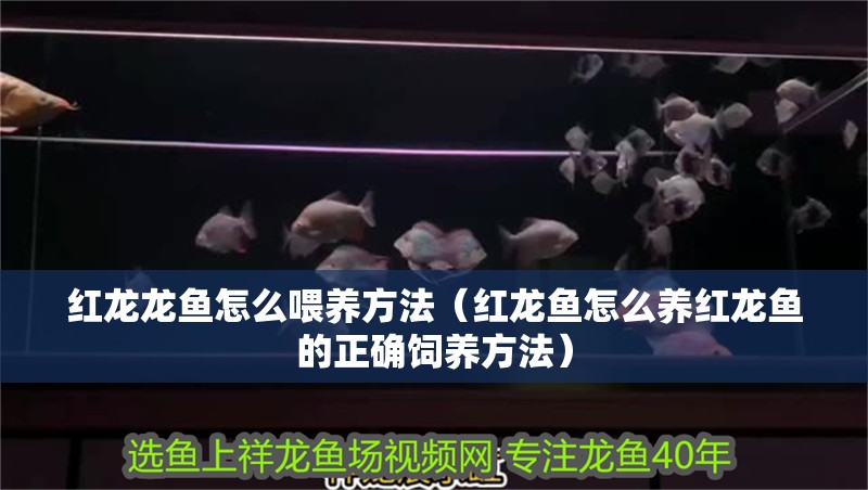 紅龍龍魚怎么喂養(yǎng)方法（紅龍魚怎么養(yǎng)紅龍魚的正確飼養(yǎng)方法） 紅龍龍魚怎么喂養(yǎng)方法（紅龍魚怎么養(yǎng)紅龍魚的正確飼養(yǎng)方法） 龍魚百科