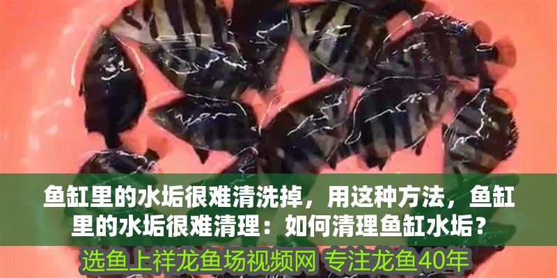 鸚鵡魚和銀龍魚混養怎樣喂食 魚缸里的水垢很難清洗掉,用這種方法,魚缸里的水垢很難清理:如何清理魚缸水垢? 魚缸百科 魚缸里的水垢很難清洗掉,用這種方法,魚缸里的水垢很難清理:如何清理魚缸水垢? 魚缸里的水垢很難清洗掉,用這種方法,魚缸里的水垢很難清理:如何清理魚缸水垢? 魚缸百科