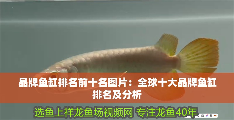 品牌魚(yú)缸排名前十名圖片：全球十大品牌魚(yú)缸排名及分析