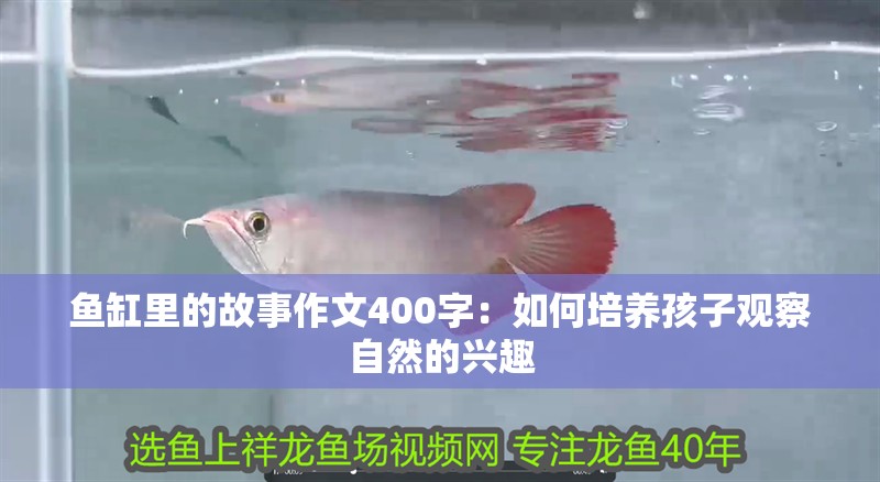 魚缸里的故事作文400字：如何培養孩子觀察自然的興趣 魚缸里的故事作文400字：如何培養孩子觀察自然的興趣 魚缸百科
