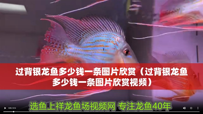 過背銀龍魚多少錢一條圖片欣賞（過背銀龍魚多少錢一條圖片欣賞視頻） 過背銀龍魚多少錢一條圖片欣賞（過背銀龍魚多少錢一條圖片欣賞視頻） 銀龍魚百科