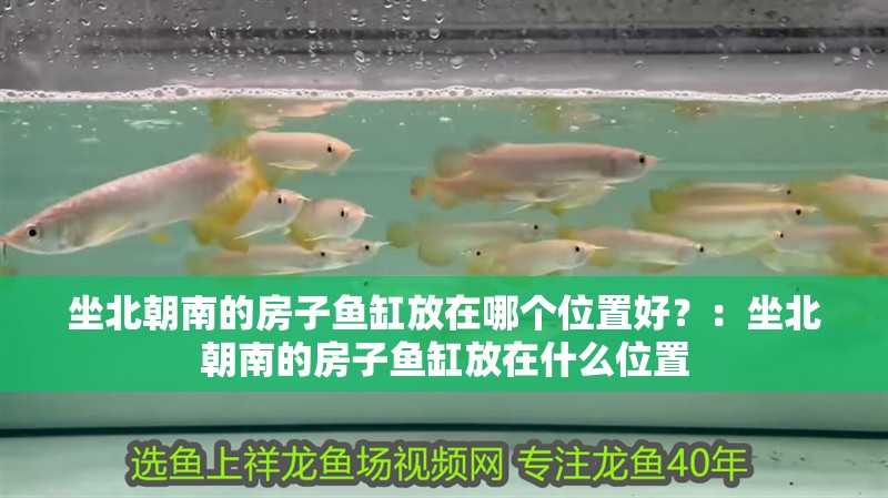坐北朝南的房子魚(yú)缸放在哪個(gè)位置好？：坐北朝南的房子魚(yú)缸放在什么位置 坐北朝南的房子魚(yú)缸放在哪個(gè)位置好？：坐北朝南的房子魚(yú)缸放在什么位置 魚(yú)缸百科