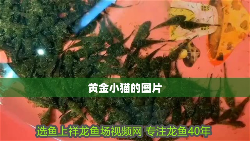 魚缸過濾器選購指南:自制魚缸過濾器魚缸上置過濾器對于養魚愛好者的必備知識 黃金小貓的圖片 龍魚論壇 黃金小貓的圖片 黃金小貓的圖片 龍魚論壇