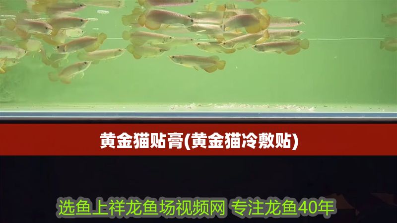 黃金貓貼膏(黃金貓冷敷貼)