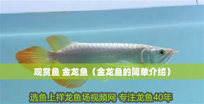 觀賞魚 金龍魚（金龍魚的簡單介紹）
