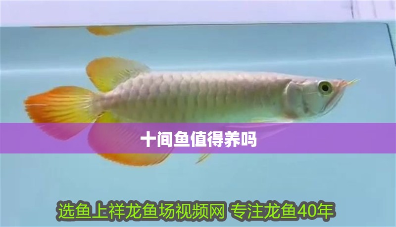 十間魚值得養嗎