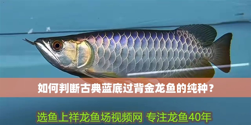 如何判斷古典藍底過背金龍魚的純種？