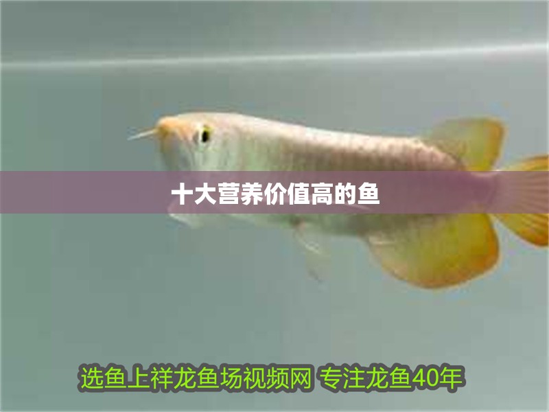 十大營養價值高的魚 十大營養價值高的魚 龍魚論壇