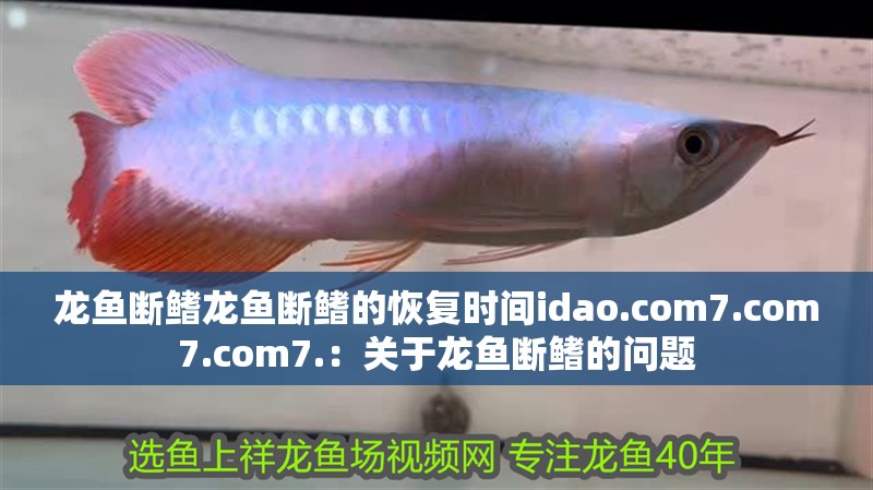 龍魚斷鰭龍魚斷鰭的恢復(fù)時間idao.com7.com7.com7.：關(guān)于龍魚斷鰭的問題 龍魚斷鰭龍魚斷鰭的恢復(fù)時間idao.com7.com7.com7.：關(guān)于龍魚斷鰭的問題 龍魚百科