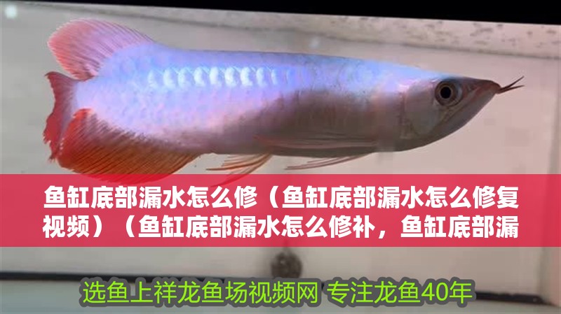 魚缸底部漏水怎么修（魚缸底部漏水怎么修復(fù)視頻）（魚缸底部漏水怎么修補(bǔ)，魚缸底部漏水怎么修，魚缸漏水怎么修）