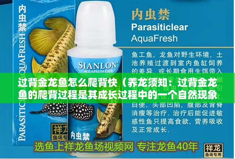 過背金龍魚怎么爬背快（養龍須知：過背金龍魚的爬背過程是其成長過程中的一個自然現象）