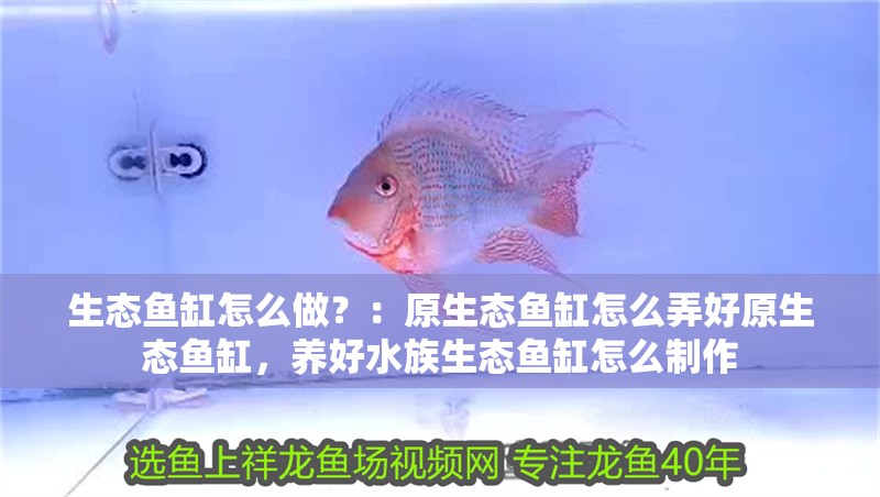 生態(tài)魚缸怎么做？：原生態(tài)魚缸怎么弄好原生態(tài)魚缸，養(yǎng)好水族生態(tài)魚缸怎么制作