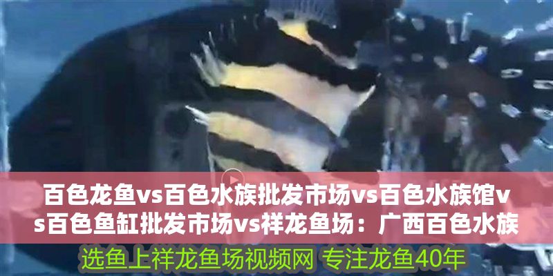 百色龍魚vs百色水族批發市場vs百色水族館vs百色魚缸批發市場vs祥龍魚場：廣西百色水族批發市場
