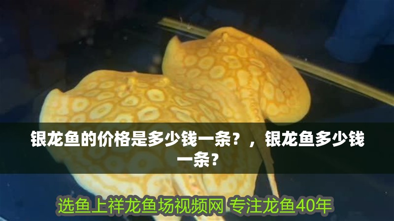 銀龍魚的價格是多少錢一條？，銀龍魚多少錢一條？