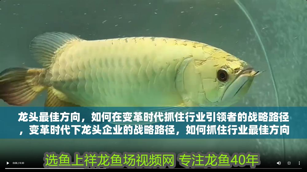 龍頭最佳方向，如何在變革時代抓住行業引領者的戰略路徑，變革時代下龍頭企業的戰略路徑，如何抓住行業最佳方向實現引領