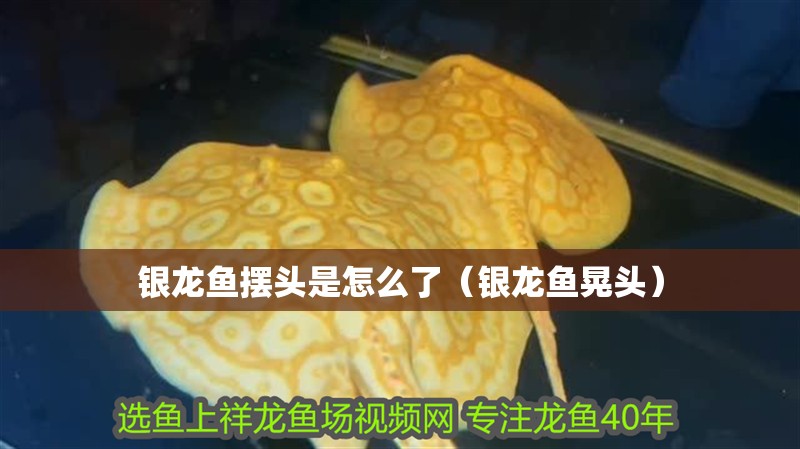 銀龍魚擺頭是怎么了（銀龍魚晃頭）