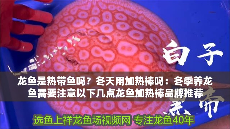 龍魚是熱帶魚嗎？冬天用加熱棒嗎：冬季養(yǎng)龍魚需要注意以下幾點(diǎn)龍魚加熱棒品牌推薦