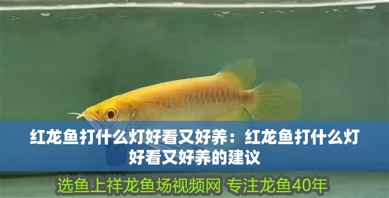 紅龍魚打什么燈好看又好養(yǎng)：紅龍魚打什么燈好看又好養(yǎng)的建議