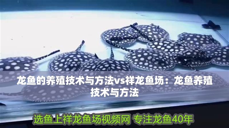 龍魚的養殖技術與方法vs祥龍魚場：龍魚養殖技術與方法