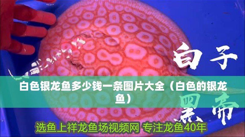 白色銀龍魚多少錢一條圖片大全（白色的銀龍魚）