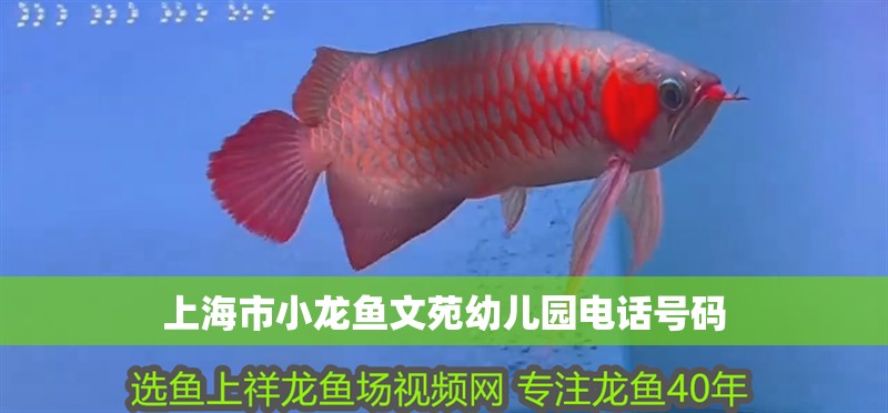 上海市小龍魚文苑幼兒園電話號碼