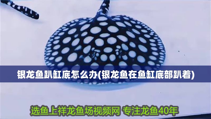 銀龍魚趴缸底怎么辦(銀龍魚在魚缸底部趴著) 銀龍魚趴缸底怎么辦(銀龍魚在魚缸底部趴著) 銀龍魚百科 第1張