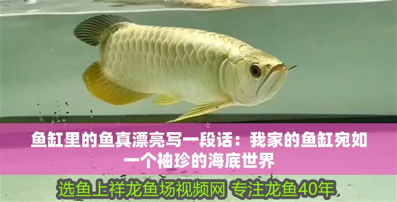 魚缸里的魚真漂亮寫一段話：我家的魚缸宛如一個(gè)袖珍的海底世界 魚缸里的魚真漂亮寫一段話：我家的魚缸宛如一個(gè)袖珍的海底世界 魚缸百科