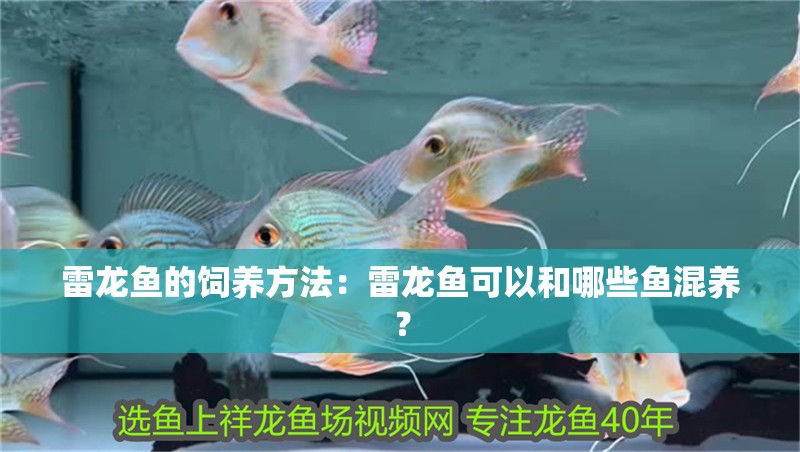 雷龍魚(yú)的飼養(yǎng)方法：雷龍魚(yú)可以和哪些魚(yú)混養(yǎng)？