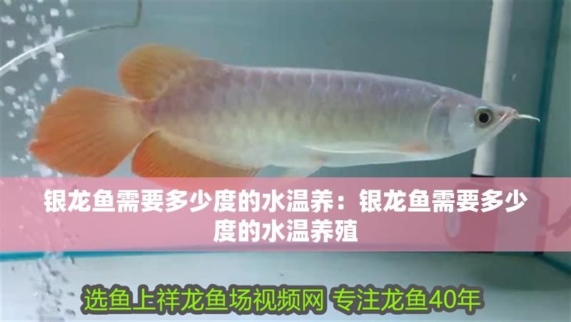 銀龍魚需要多少度的水溫養：銀龍魚需要多少度的水溫養殖