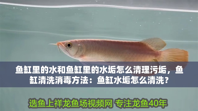 魚缸里的水和魚缸里的水垢怎么清理污垢，魚缸清洗消毒方法：魚缸水垢怎么清洗？ 魚缸里的水和魚缸里的水垢怎么清理污垢，魚缸清洗消毒方法：魚缸水垢怎么清洗？ 魚缸百科