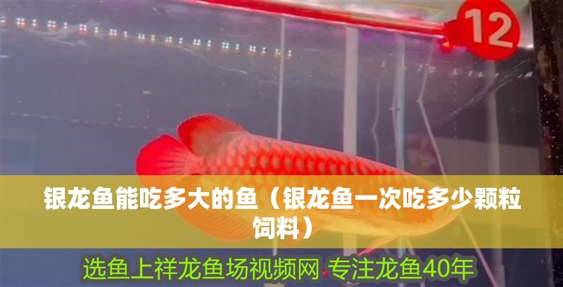 銀龍魚能吃多大的魚（銀龍魚一次吃多少顆粒飼料）