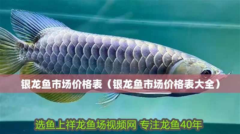 銀龍魚市場價格表（銀龍魚市場價格表大全） 銀龍魚市場價格表（銀龍魚市場價格表大全） 銀龍魚百科