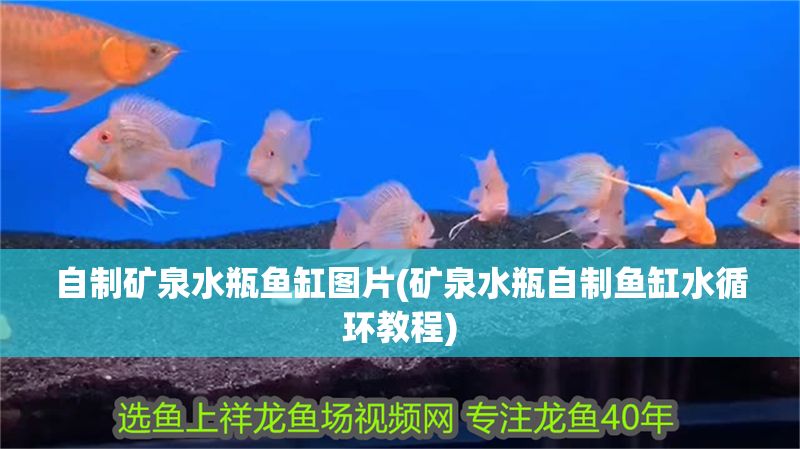 自制礦泉水瓶魚缸圖片(礦泉水瓶自制魚缸水循環(huán)教程)