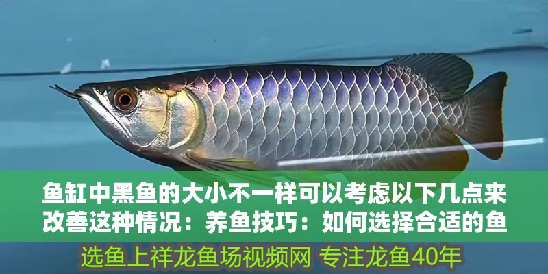 魚缸中黑魚的大小不一樣可以考慮以下幾點來改善這種情況：養魚技巧：如何選擇合適的魚缸尺寸