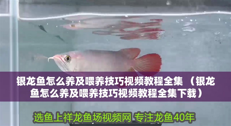 龍魚干蝦有營養嗎 銀龍魚怎么養及喂養技巧視頻教程全集 (銀龍魚怎么養及喂養技巧視頻教程全集下載) 銀龍魚百科 銀龍魚怎么養及喂養技巧視頻教程全集 (銀龍魚怎么養及喂養技巧視頻教程全集下載) 銀龍魚怎么養及喂養技巧視頻教程全集 (銀龍魚怎么養及喂養技巧視頻教程全集下載) 銀龍魚百科