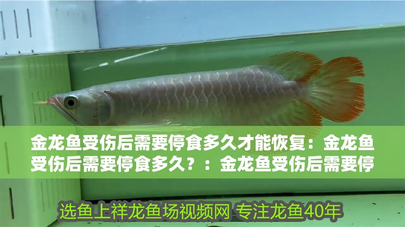 金龍魚受傷后需要停食多久才能恢復：金龍魚受傷后需要停食多久？：金龍魚受傷后需要停食多久