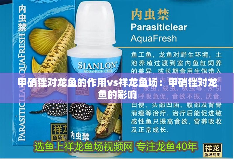 甲硝銼對龍魚的作用vs祥龍魚場：甲硝銼對龍魚的影響