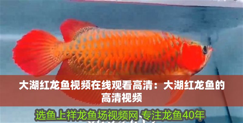 大湖紅龍魚視頻在線觀看高清：大湖紅龍魚的高清視頻