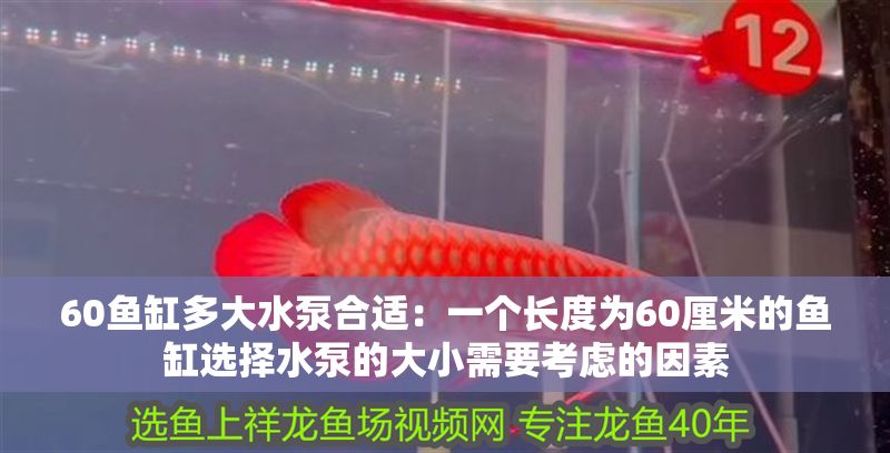 60魚缸多大水泵合適：一個長度為60厘米的魚缸選擇水泵的大小需要考慮的因素 60魚缸多大水泵合適：一個長度為60厘米的魚缸選擇水泵的大小需要考慮的因素 魚缸百科 第2張