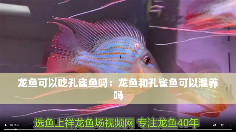 龍魚可以吃孔雀魚嗎：龍魚和孔雀魚可以混養(yǎng)嗎