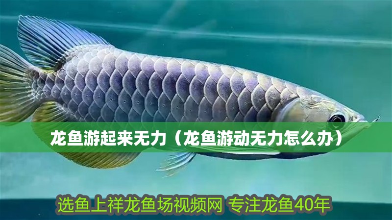 龍魚(yú)游起來(lái)無(wú)力（龍魚(yú)游動(dòng)無(wú)力怎么辦）