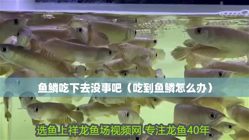 魚缸過濾器選購指南:自制魚缸過濾器魚缸上置過濾器對于養魚愛好者的必備知識 魚鱗吃下去沒事吧(吃到魚鱗怎么辦) 全國水族館企業名錄 魚鱗吃下去沒事吧(吃到魚鱗怎么辦) 魚鱗吃下去沒事吧(吃到魚鱗怎么辦) 全國水族館企業名錄