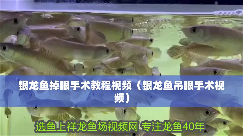 銀龍魚掉眼手術教程視頻（銀龍魚吊眼手術視頻）