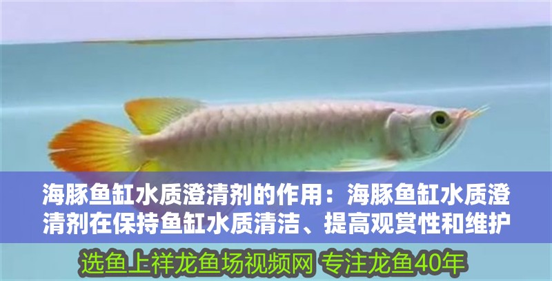 海豚魚缸水質(zhì)澄清劑的作用：海豚魚缸水質(zhì)澄清劑在保持魚缸水質(zhì)清潔、提高觀賞性和維護(hù)性