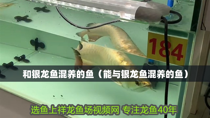 和銀龍魚(yú)混養(yǎng)的魚(yú)（能與銀龍魚(yú)混養(yǎng)的魚(yú)）
