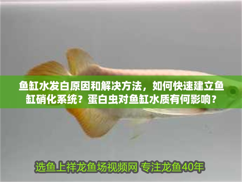 魚缸水發(fā)白原因和解決方法，如何快速建立魚缸硝化系統(tǒng)？蛋白蟲對魚缸水質(zhì)有何影響？