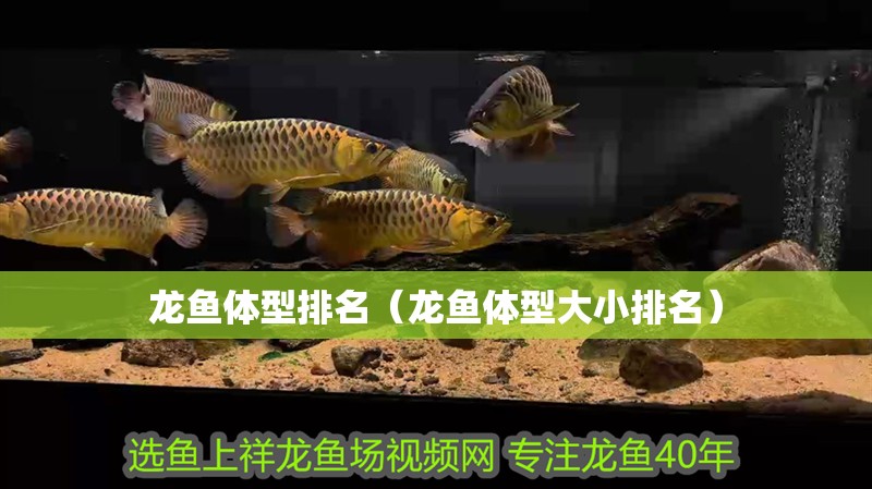 龍魚體型排名（龍魚體型大小排名）