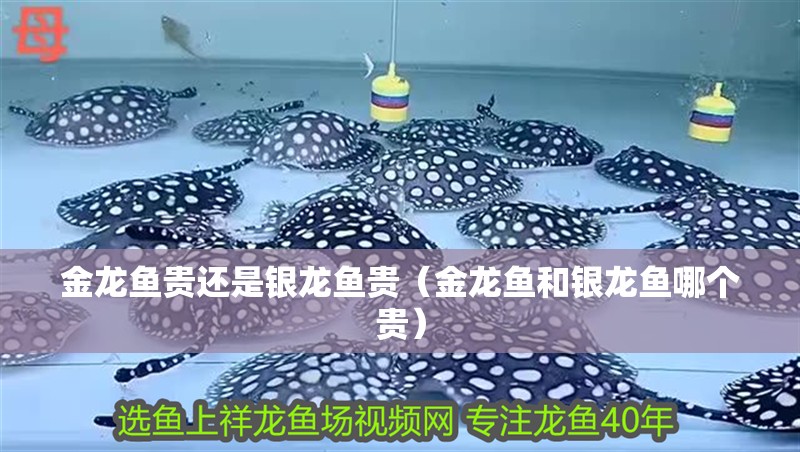 金龍魚貴還是銀龍魚貴（金龍魚和銀龍魚哪個(gè)貴）