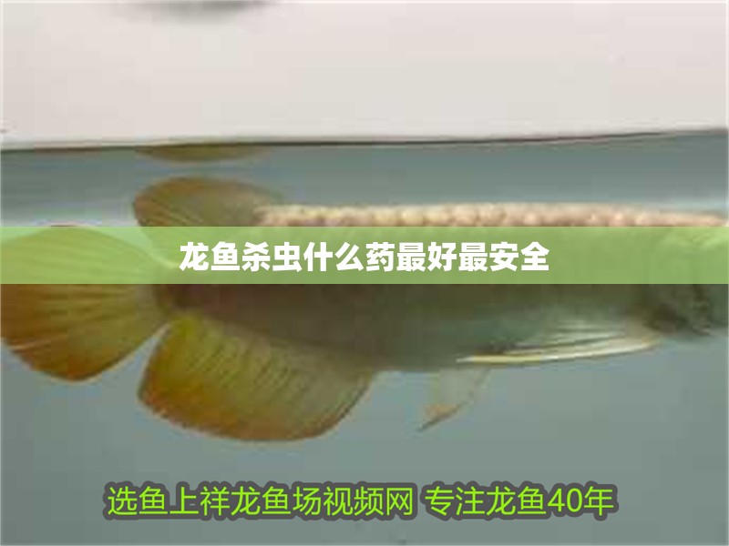 龍魚殺蟲什么藥最好最安全